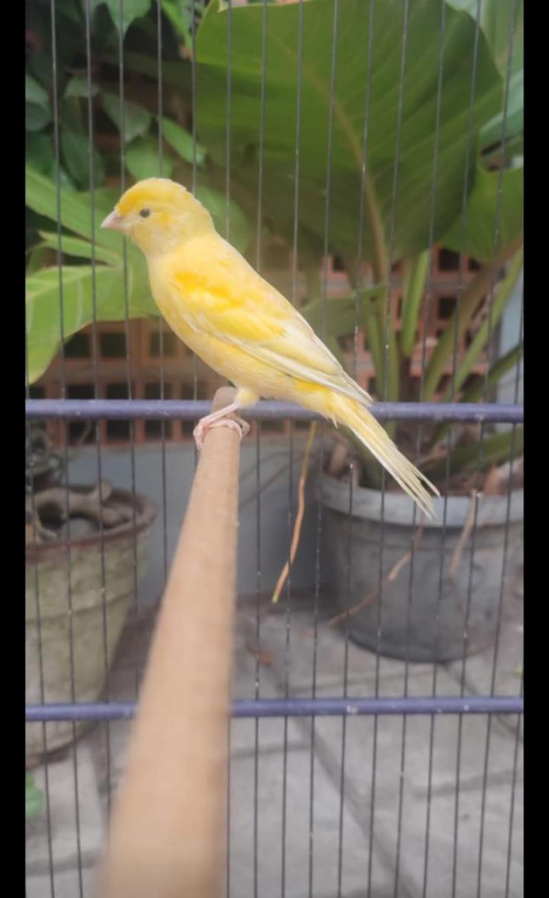 Burung Kenari Kuning