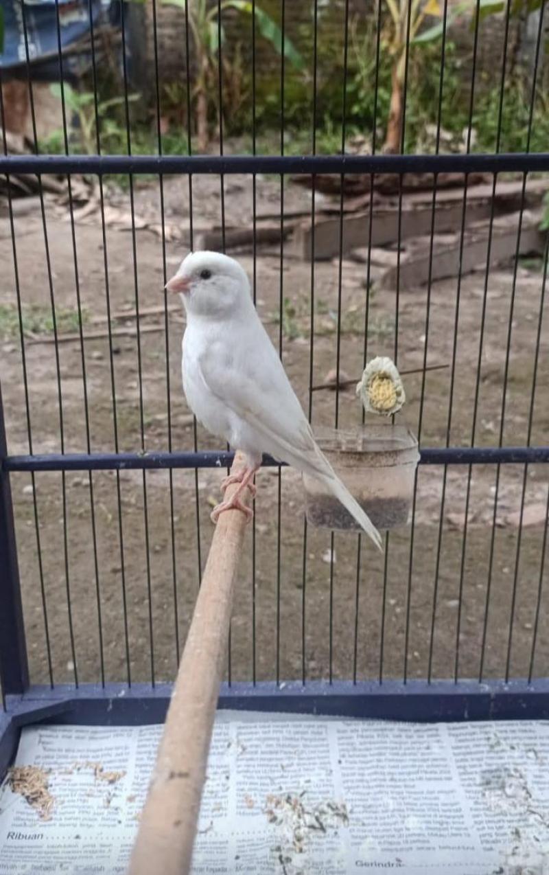 Burung Kenari Putih