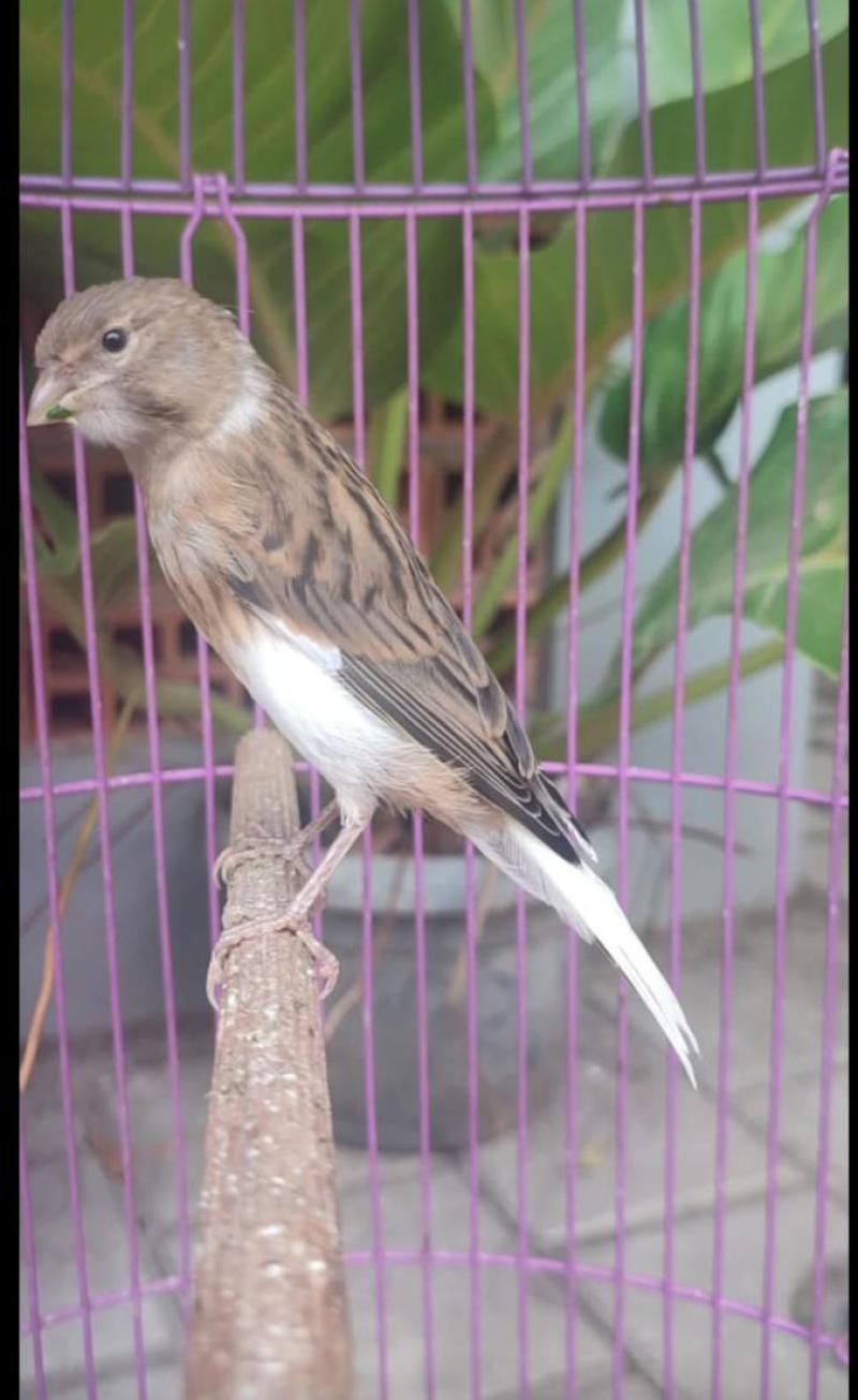 Burung Kenari Starblue
