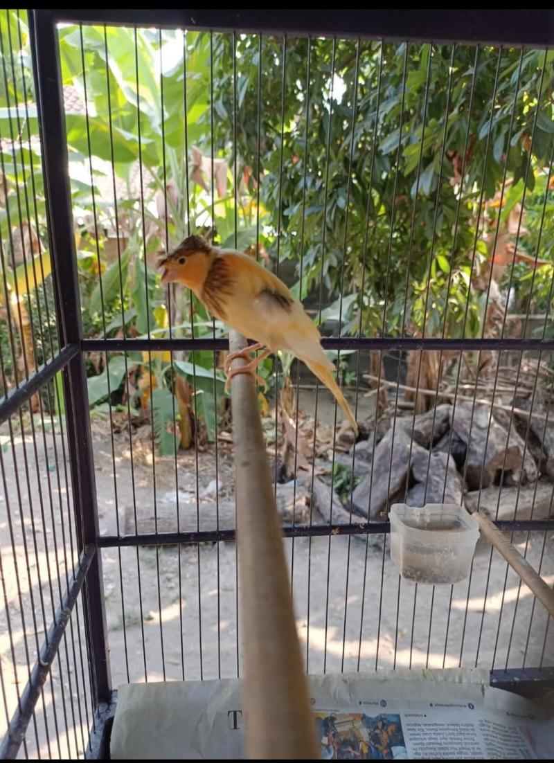 Burung Kenari Bon
