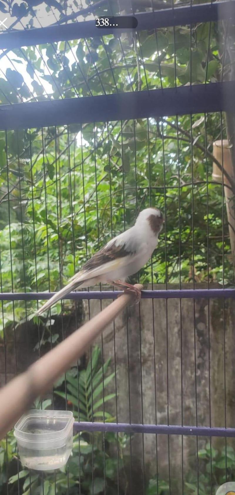 Burung Kenari Panda