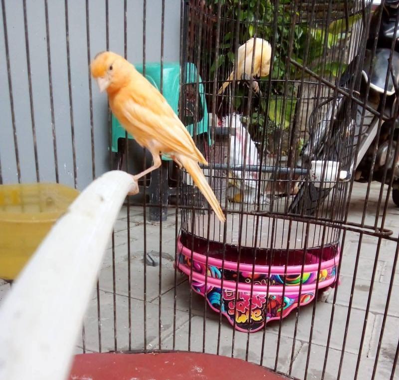 Burung Kenari Oren