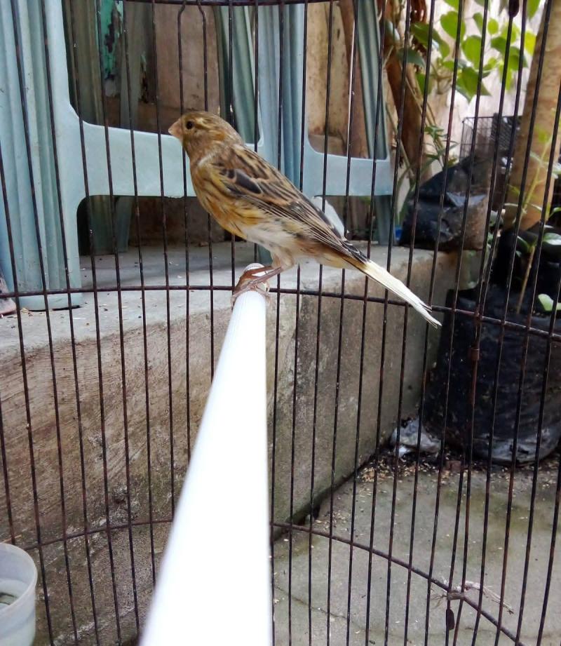 Burung Kenari Hijau/warna burung gereja