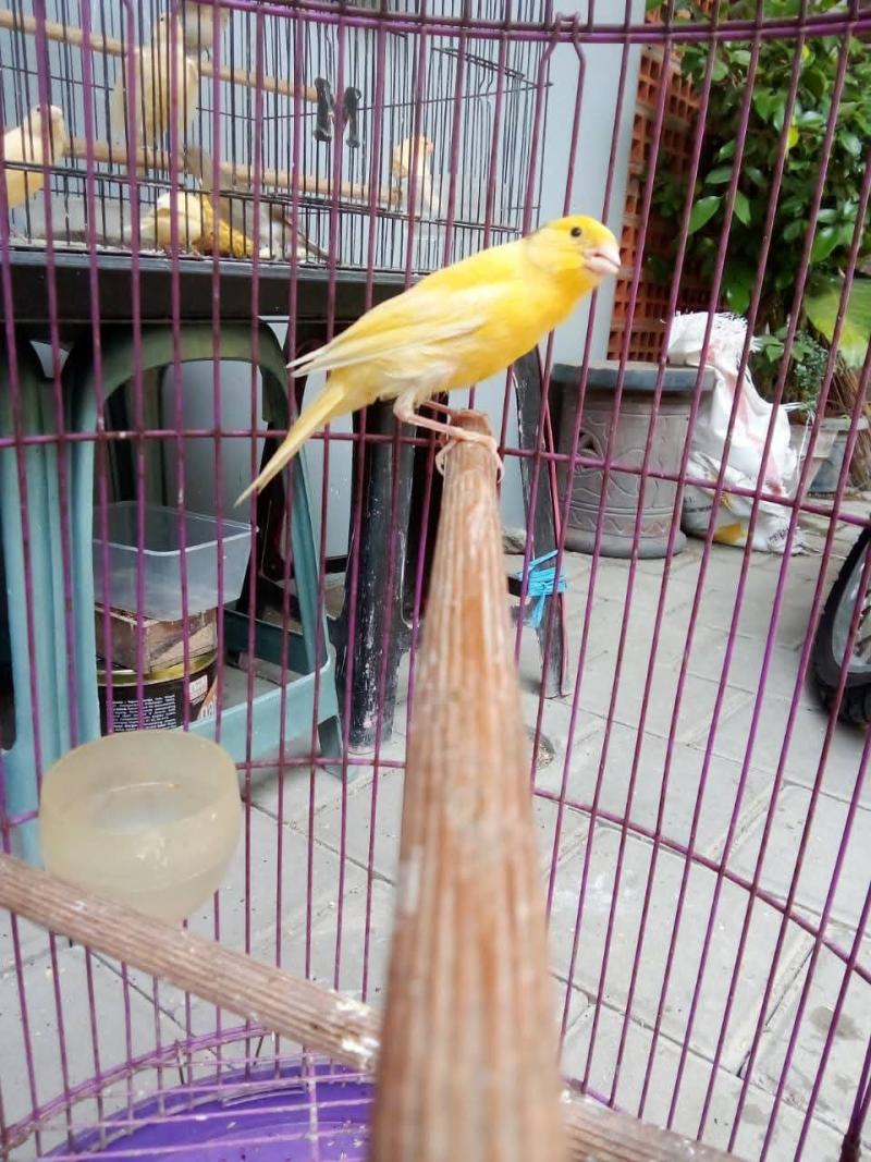 Burung Kenari Kuning Stabilo