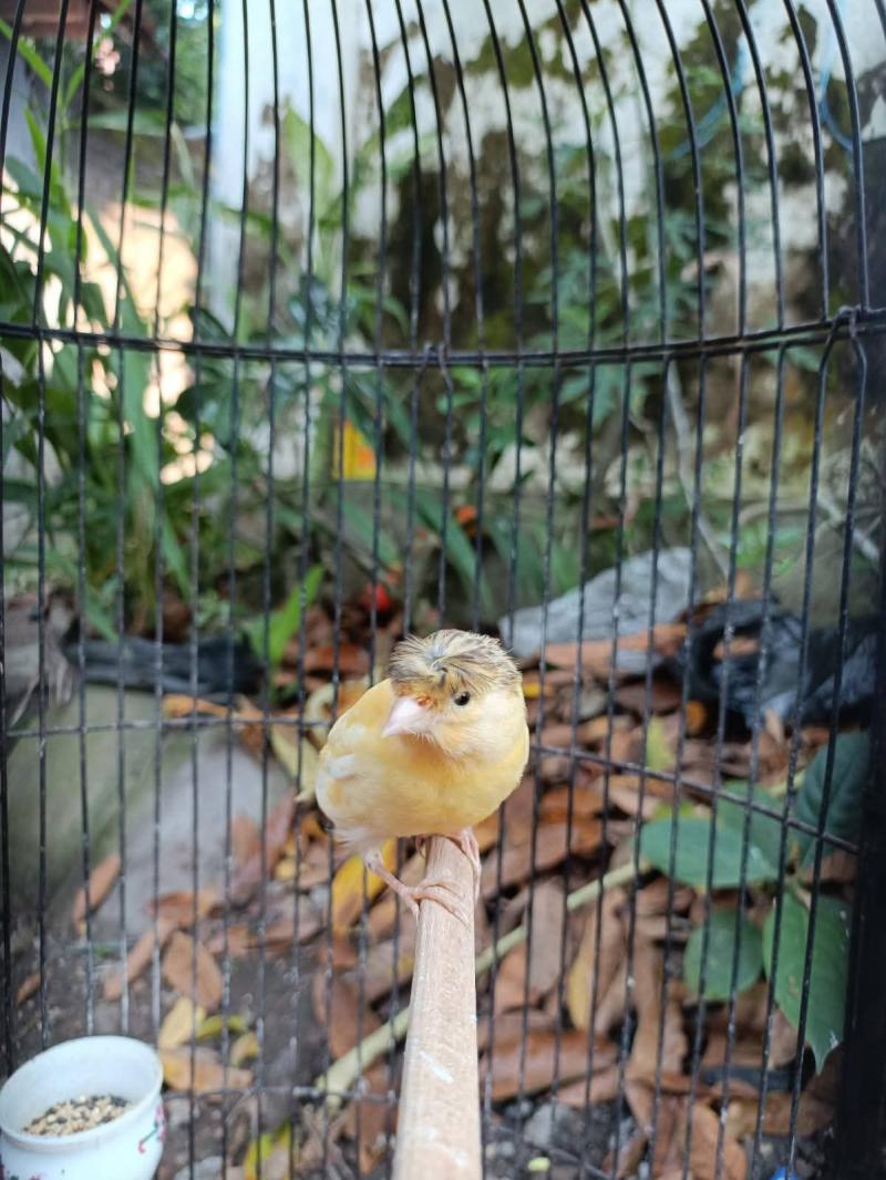 Burung Kenari Gloster/Jambul