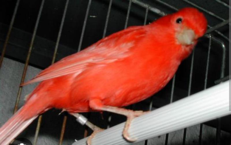 Burung Kenari Red Intensive